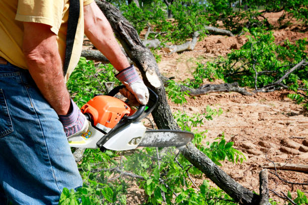 Large Tree Removal